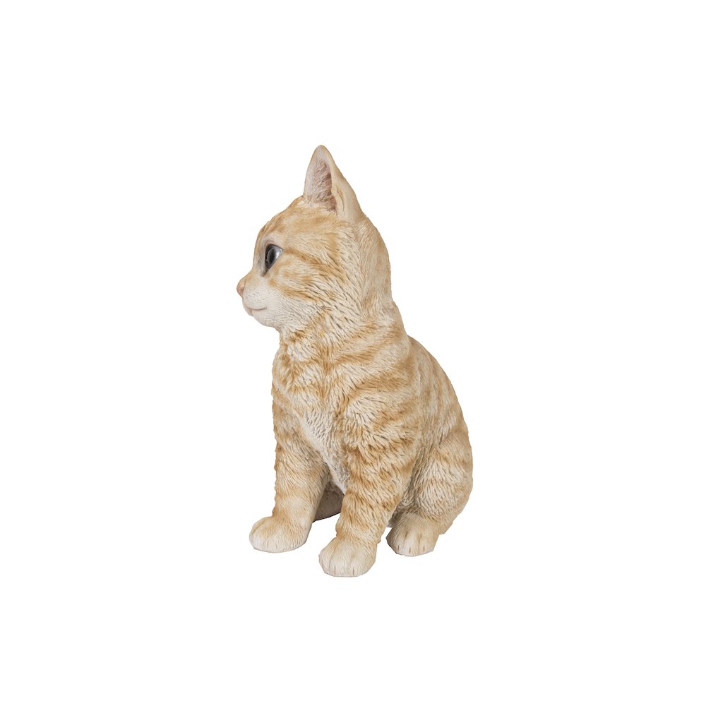 Head-Tilting Orange Tabby Kitten Sitting. Picture 4