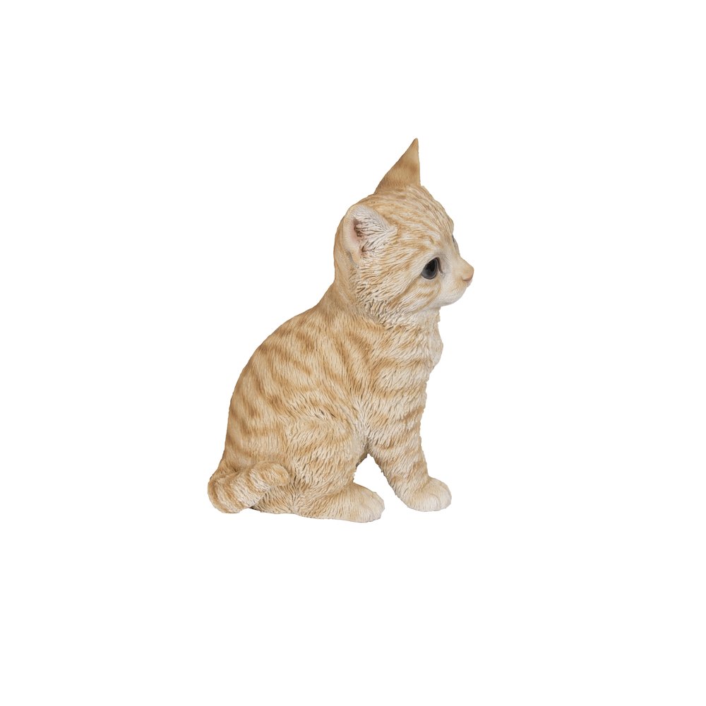 Head-Tilting Orange Tabby Kitten Sitting. Picture 1