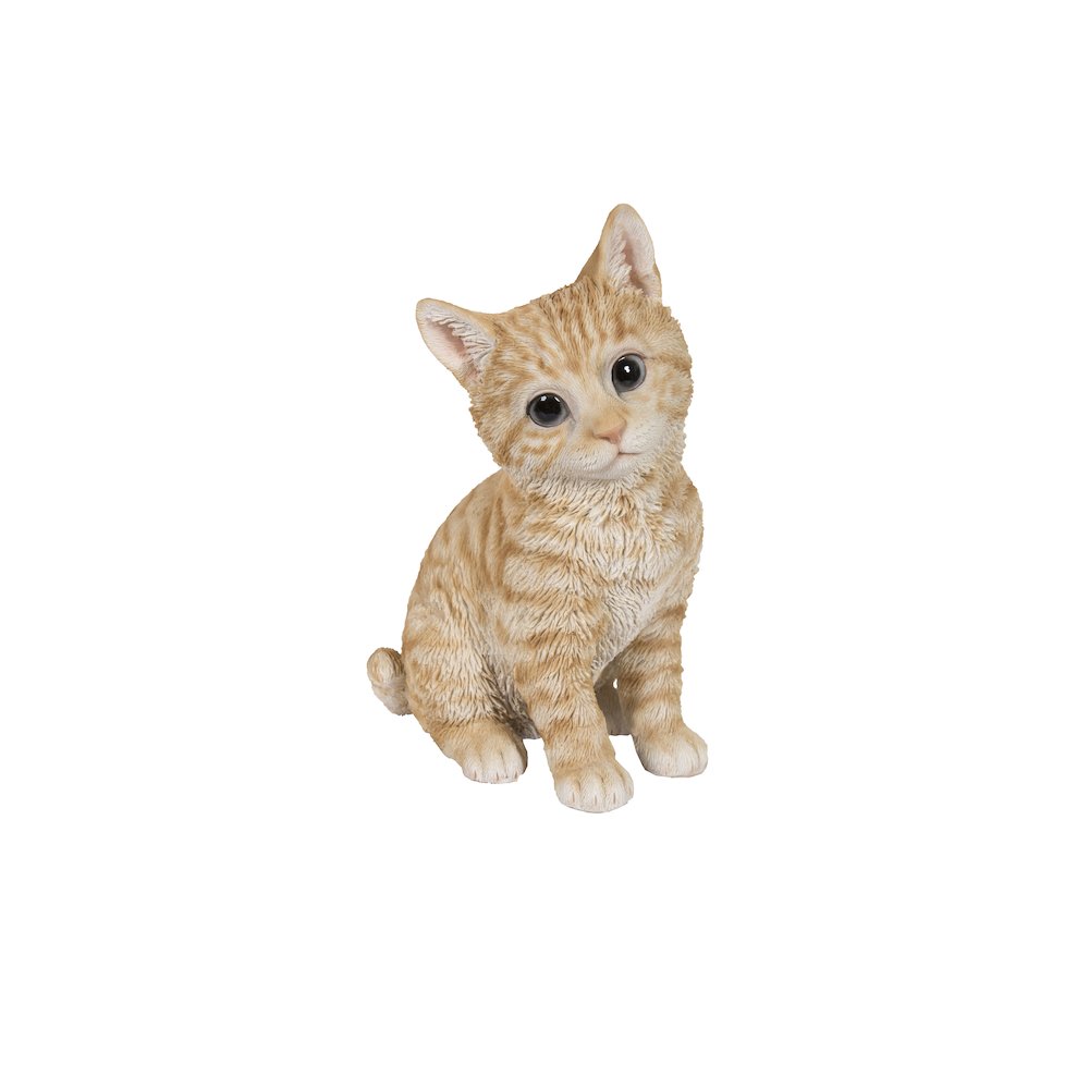 Head-Tilting Orange Tabby Kitten Sitting. Picture 2