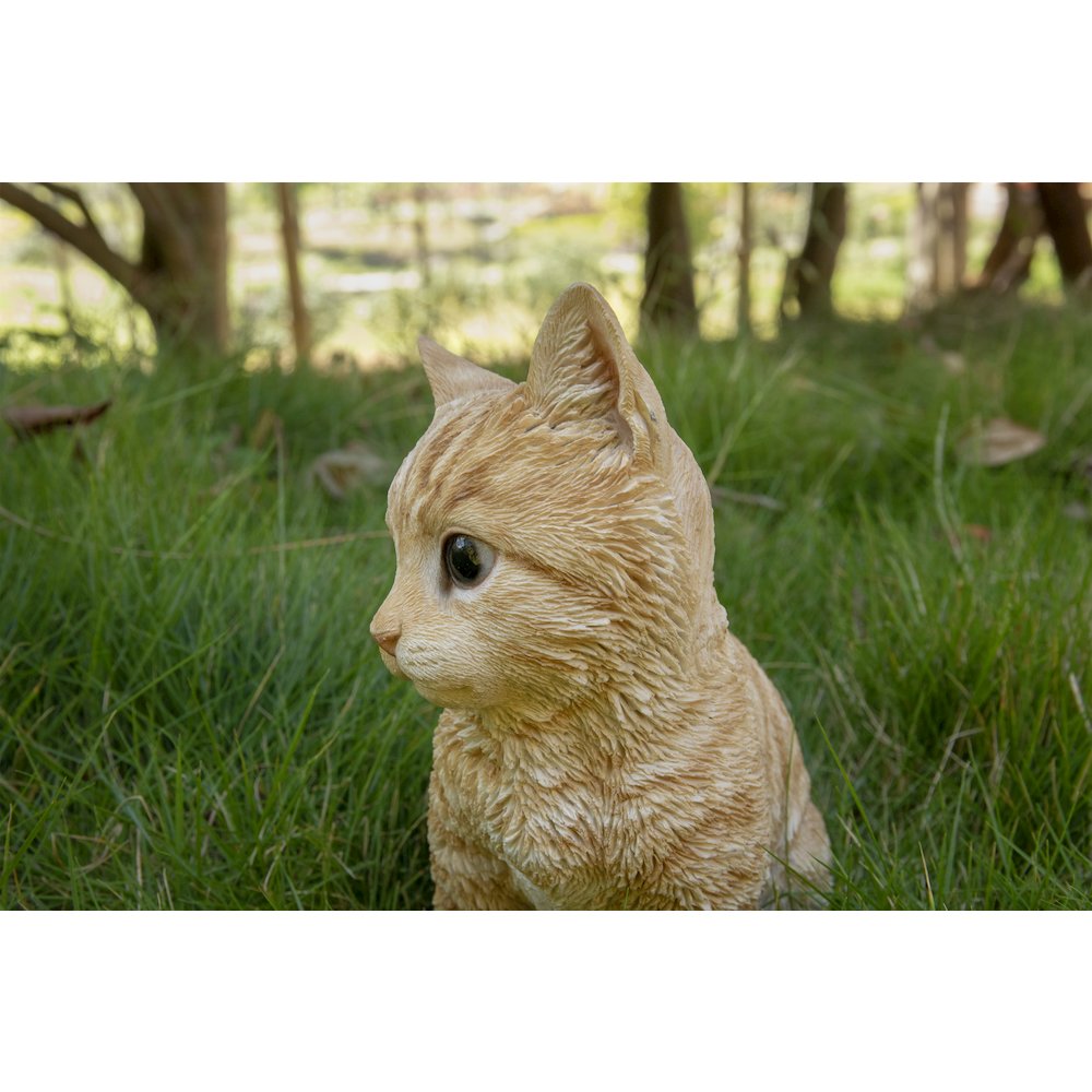 Head-Tilting Orange Tabby Kitten Sitting. Picture 6