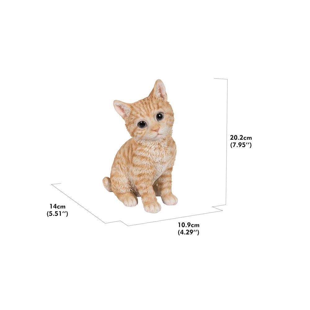 Head-Tilting Orange Tabby Kitten Sitting. Picture 5