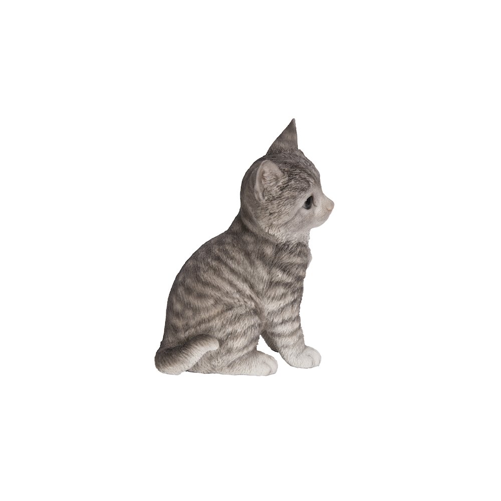 Head-Tilting Grey Tabby Kitten Sitting. Picture 1