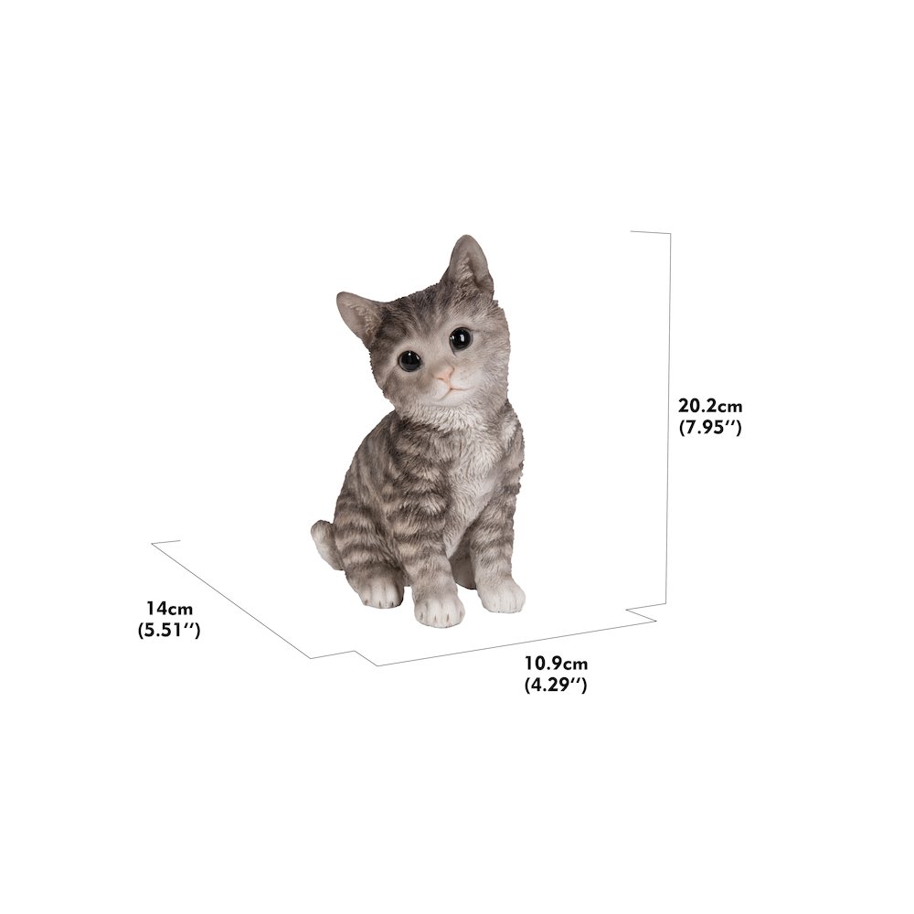 Head-Tilting Grey Tabby Kitten Sitting. Picture 5