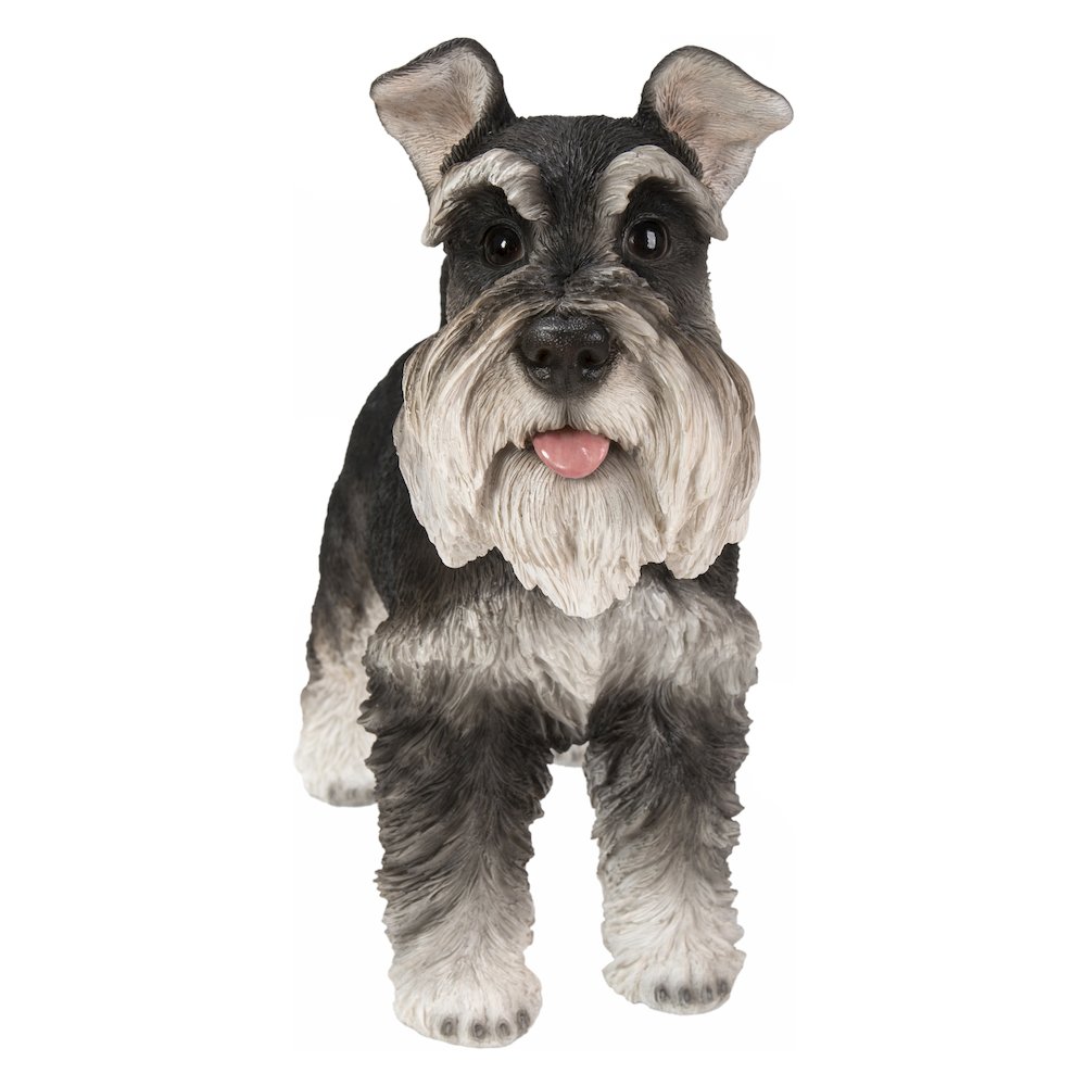 Standing Miniature Schnauzer. Picture 2