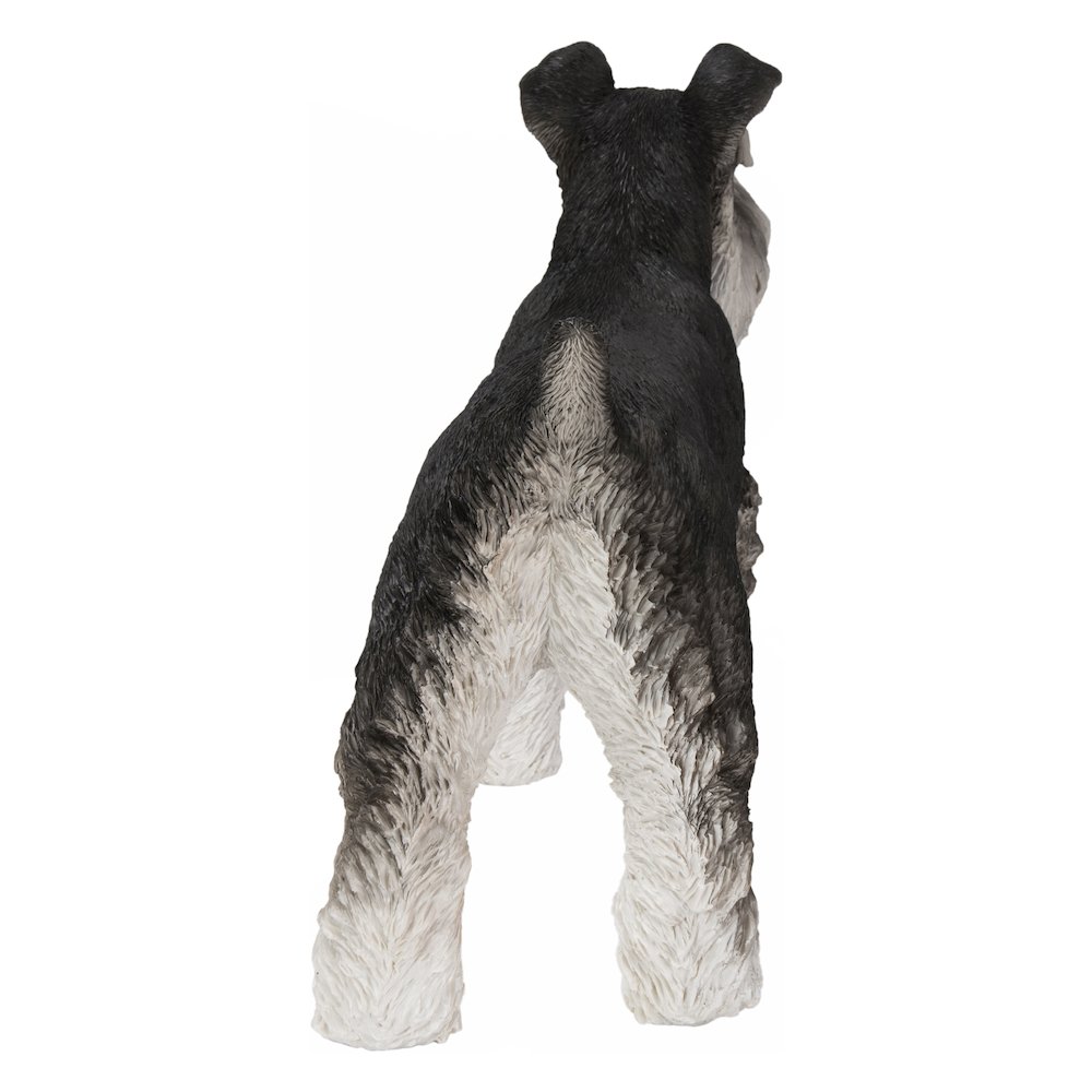 Standing Miniature Schnauzer. Picture 4