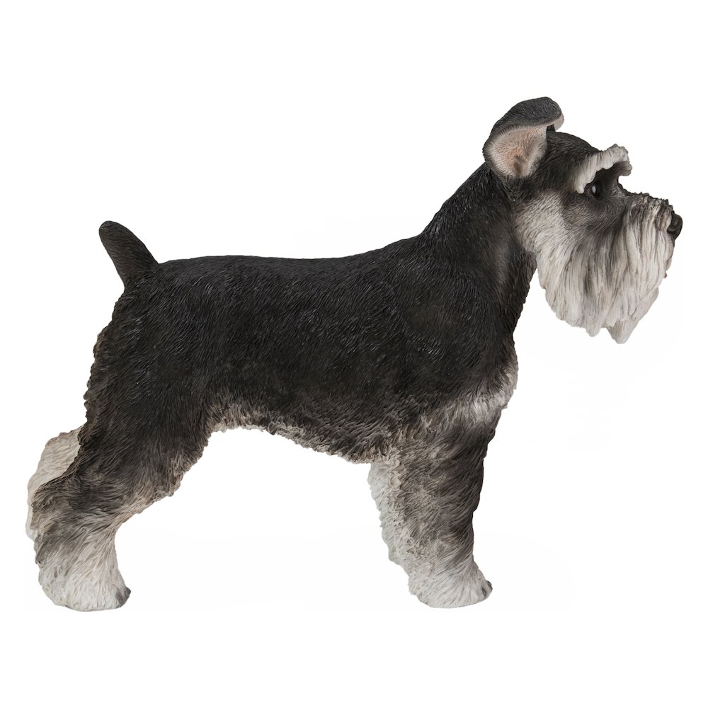Standing Miniature Schnauzer. Picture 3