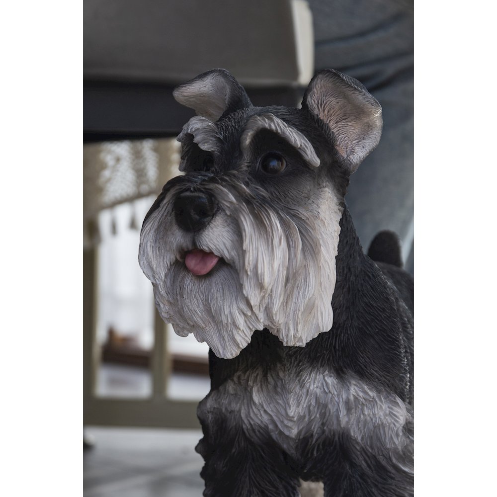 Standing Miniature Schnauzer. Picture 6