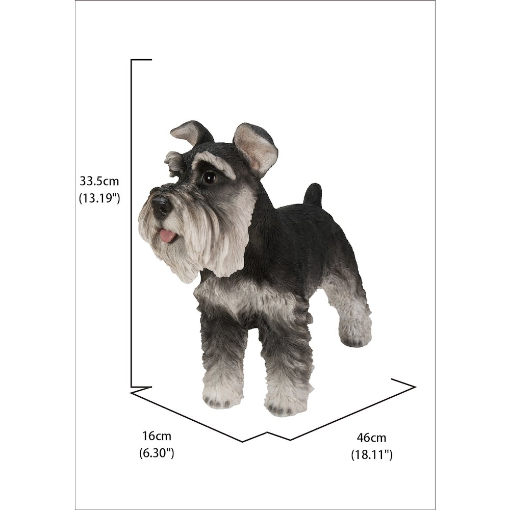 Standing Miniature Schnauzer. Picture 5