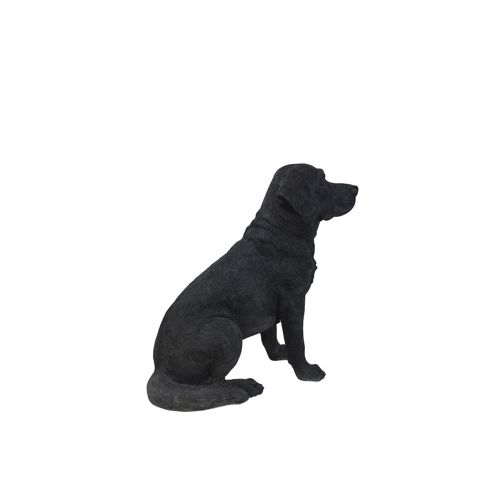 Noble Black Labrador Sitting. Picture 3