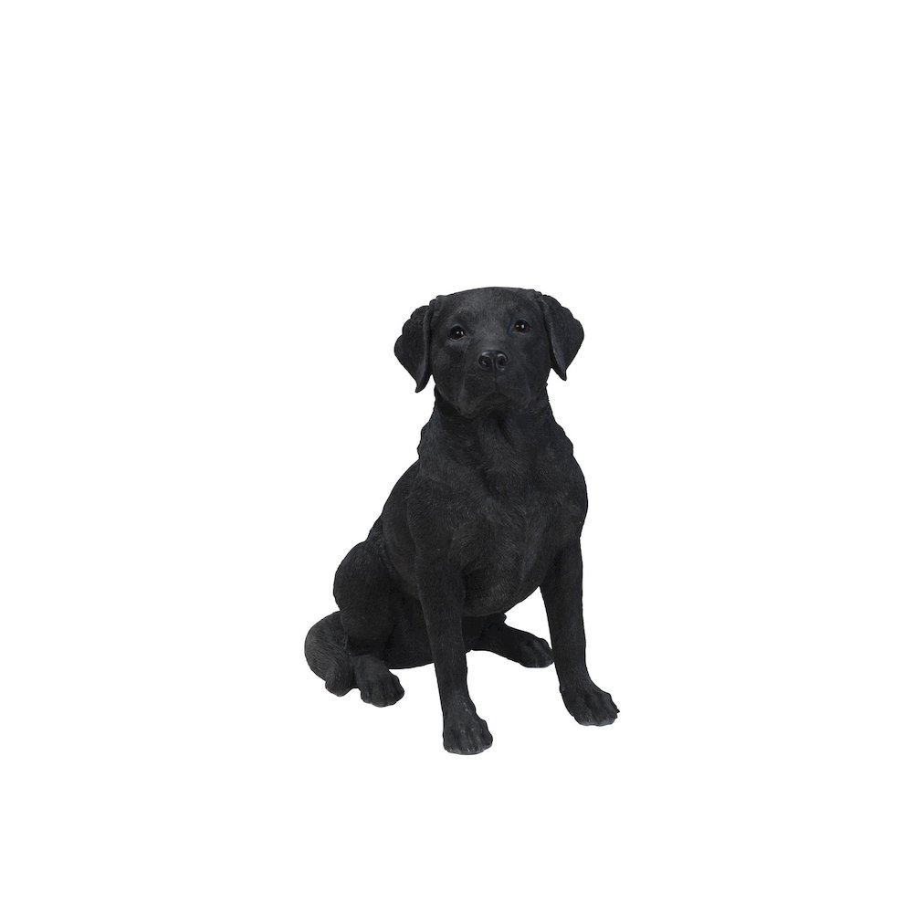 Noble Black Labrador Sitting. Picture 1