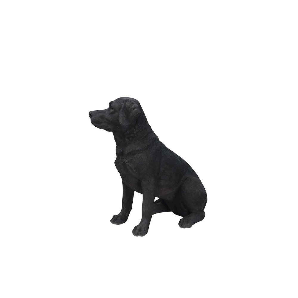 Noble Black Labrador Sitting. Picture 4