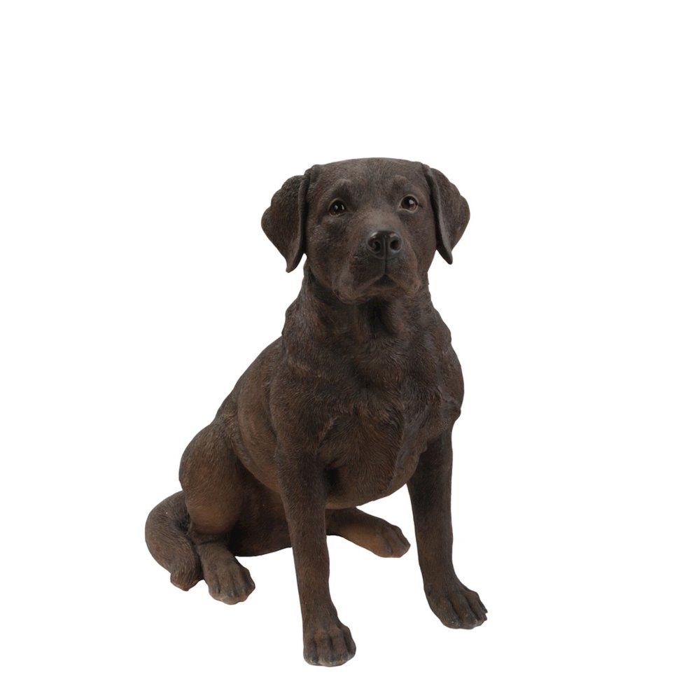 Brown Labrador Retriever Sitting. Picture 2