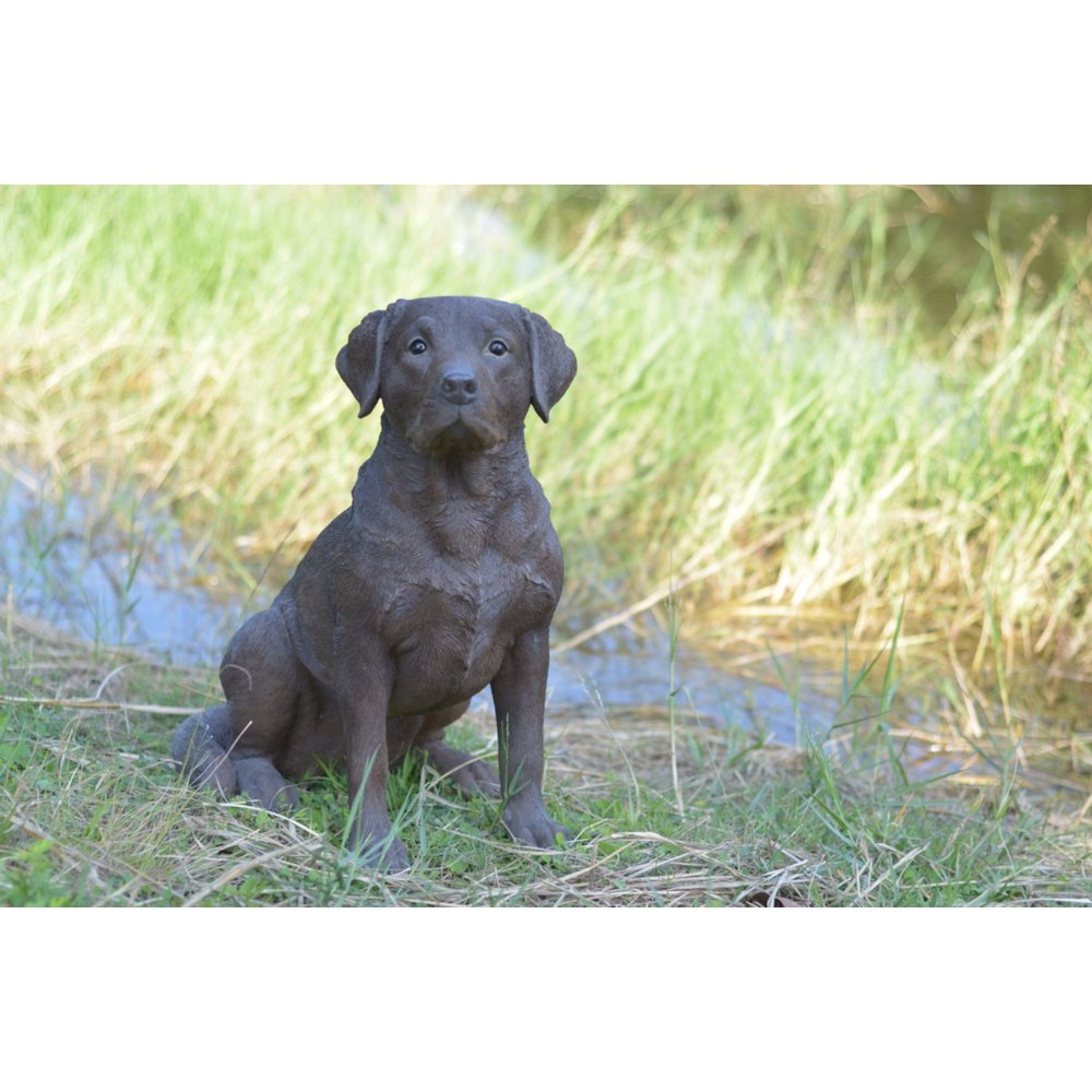 Brown Labrador Retriever Sitting. Picture 5
