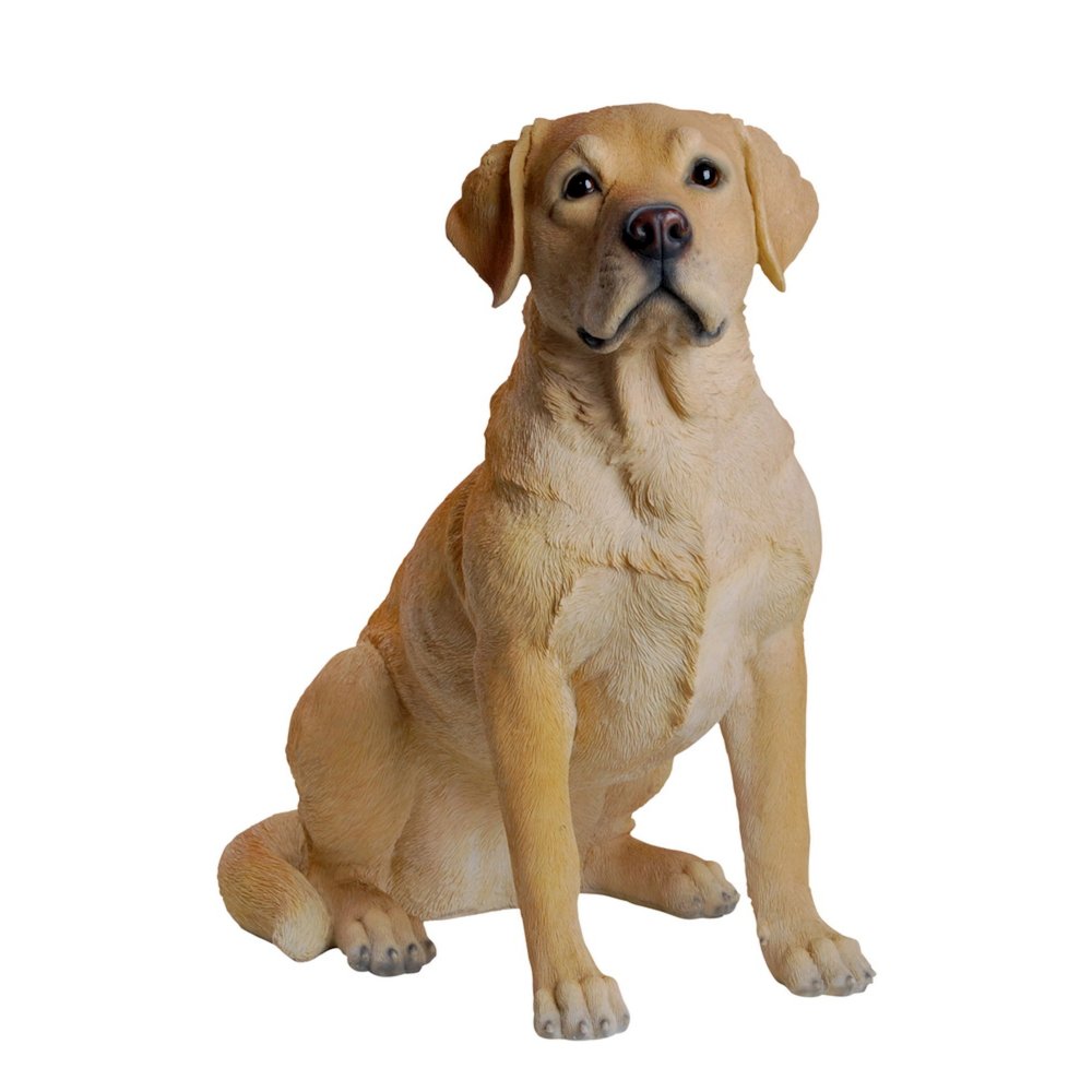 Yellow Labrador Retriever Sitting. Picture 2