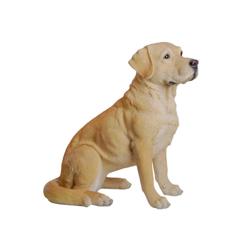 Yellow Labrador Retriever Sitting. Picture 4
