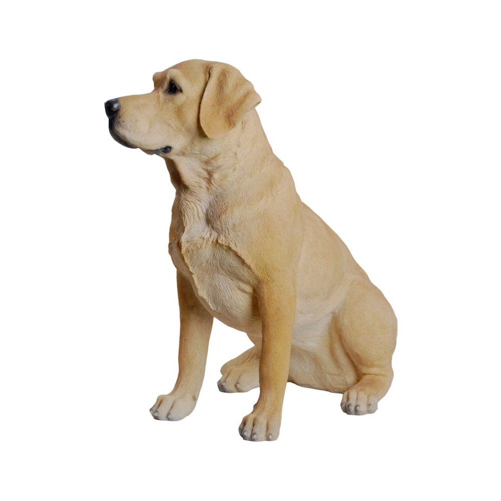 Yellow Labrador Retriever Sitting. Picture 1