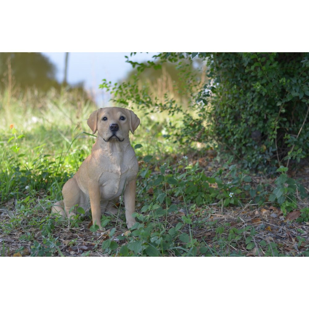 Yellow Labrador Retriever Sitting. Picture 5