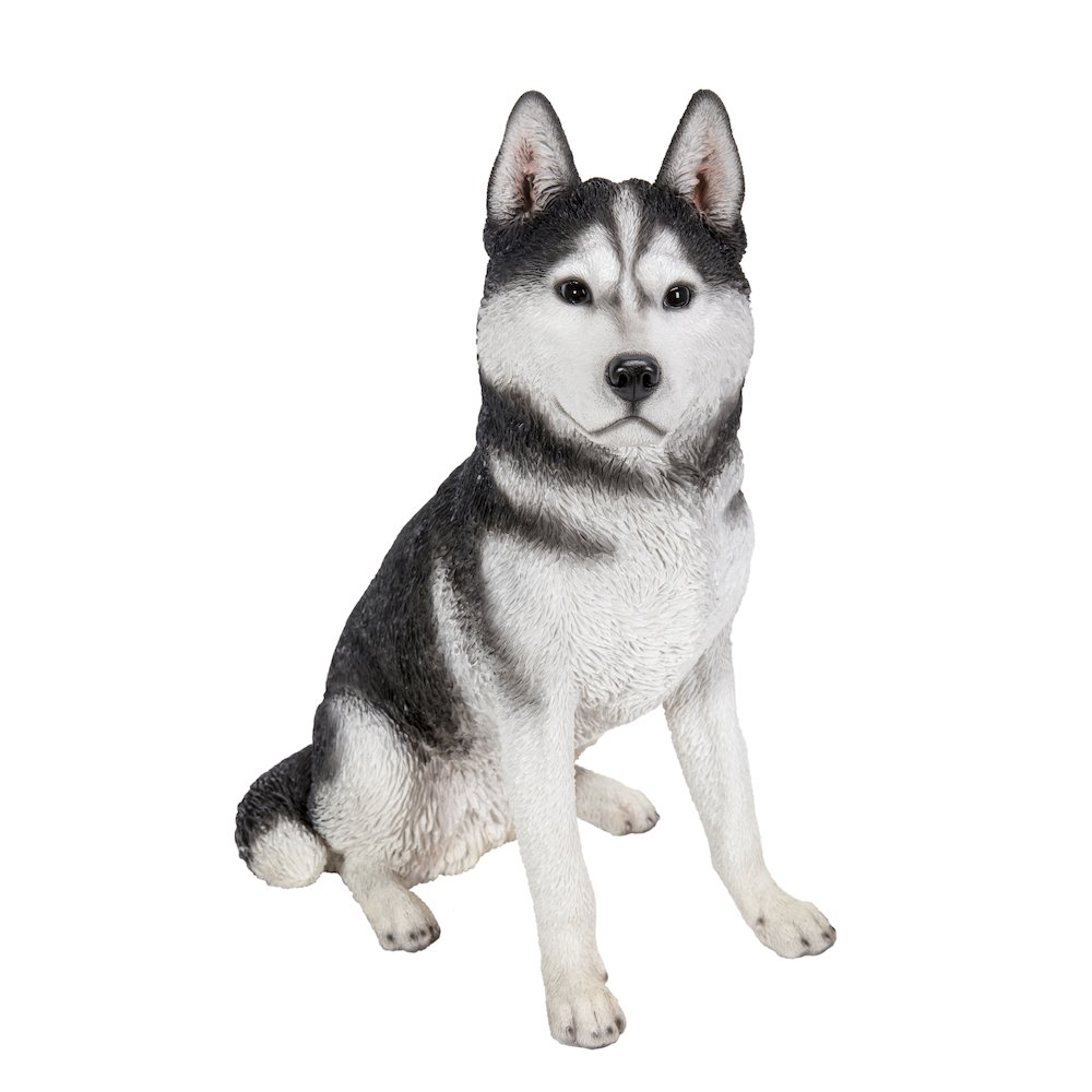 Large Black & White Siberian Husky Sitting. Picture 2