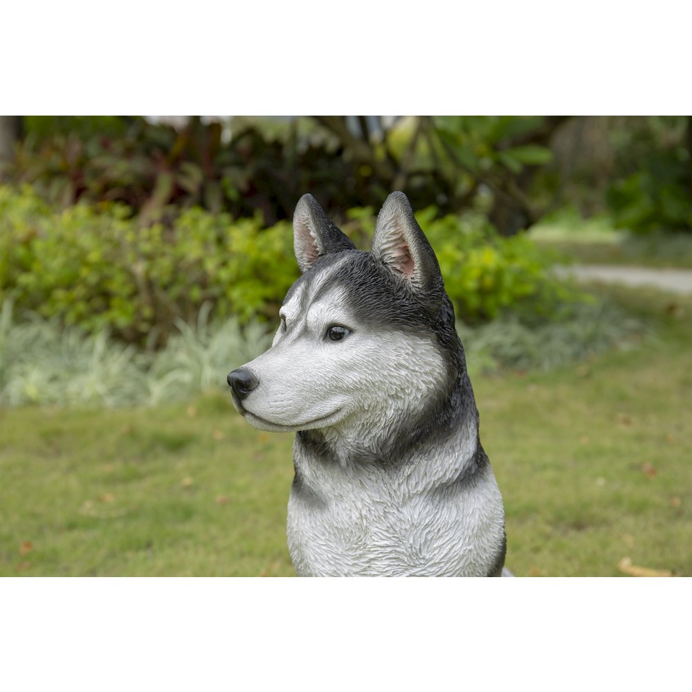 Large Black & White Siberian Husky Sitting. Picture 3