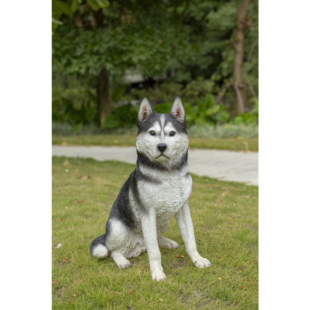 Large Black & White Siberian Husky Sitting. Picture 4