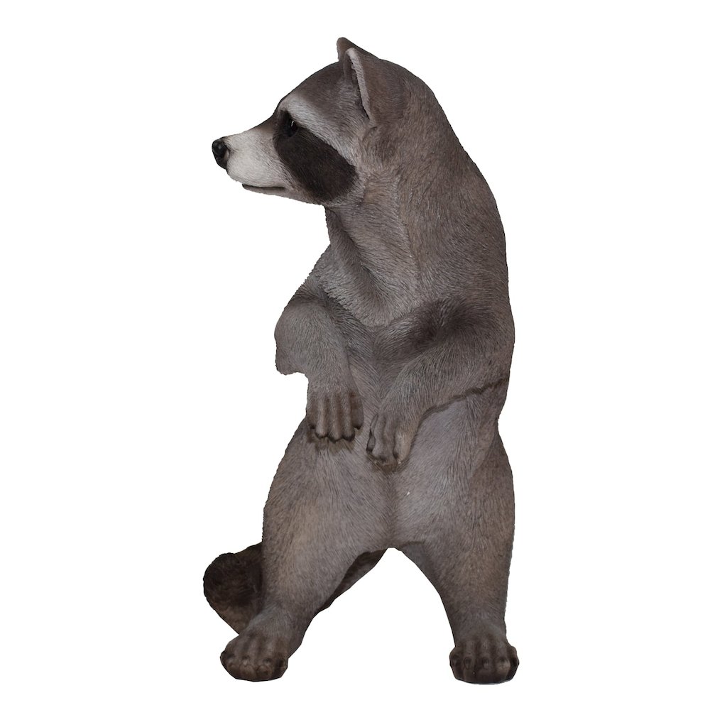 Standing Raccoon Statue. Picture 4
