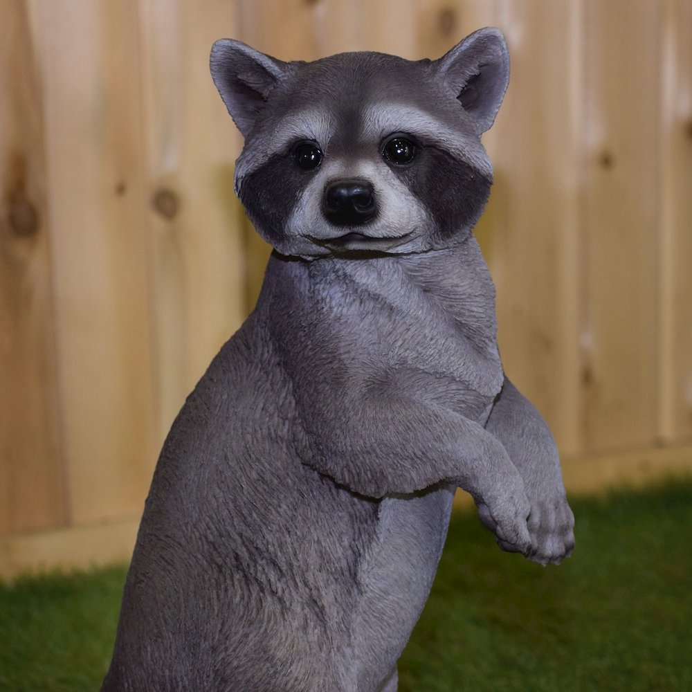 Standing Raccoon Statue. Picture 6