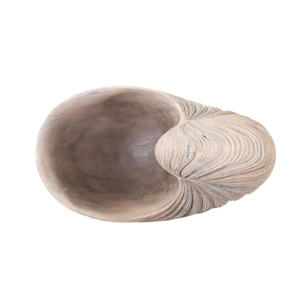 Nautilus Shell. Picture 4