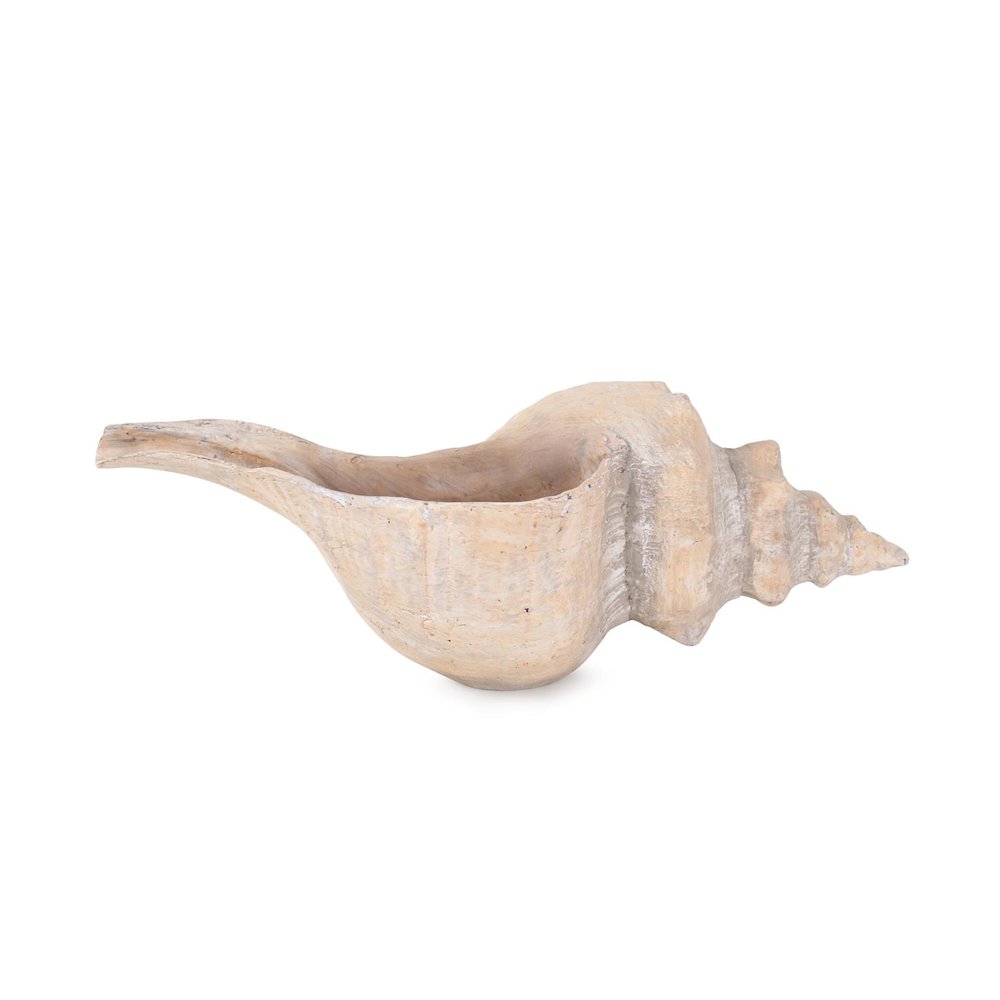Horse Conch. Picture 1