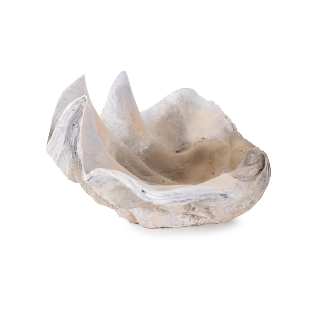 Large Vongole. Picture 6