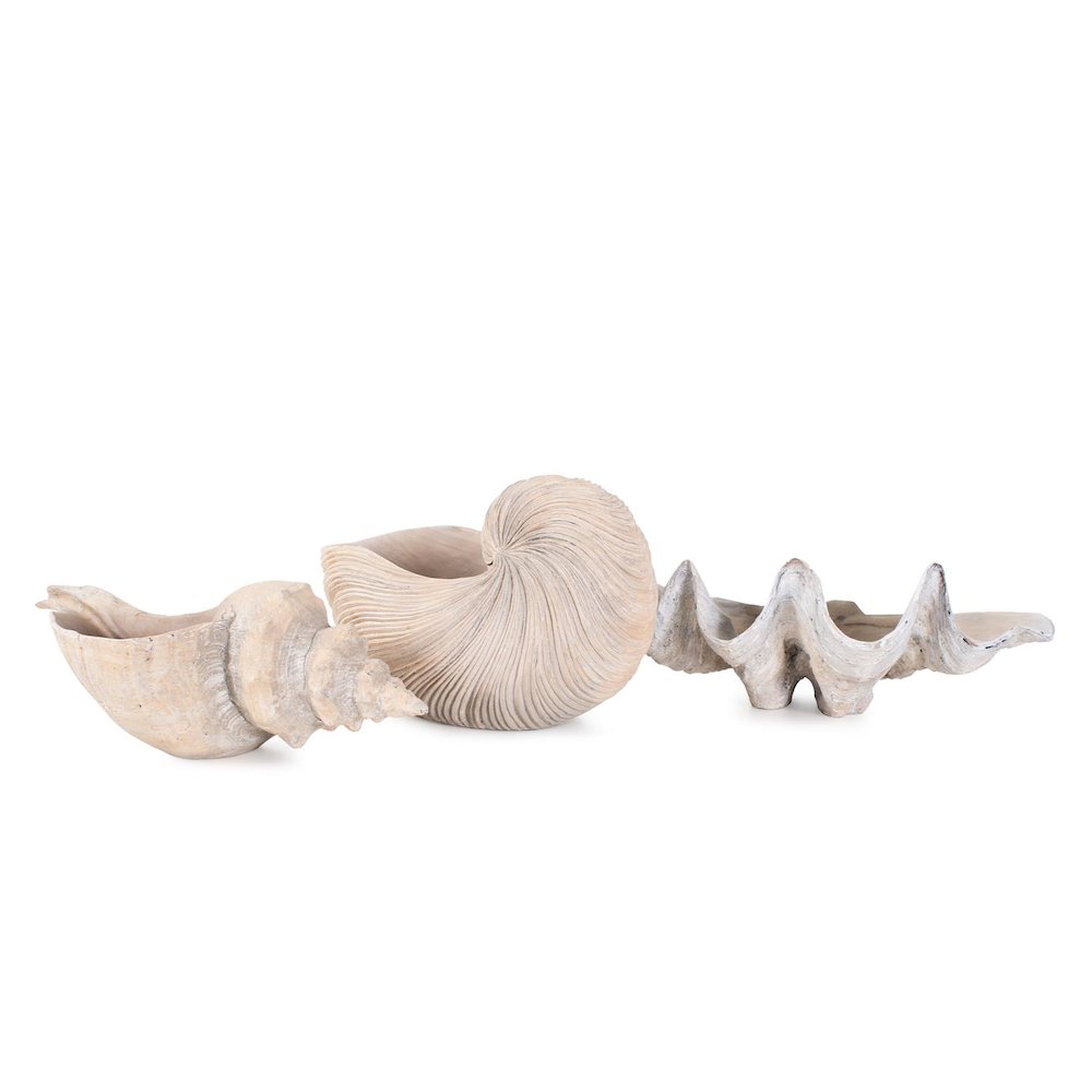 Nautilus Shell. Picture 8