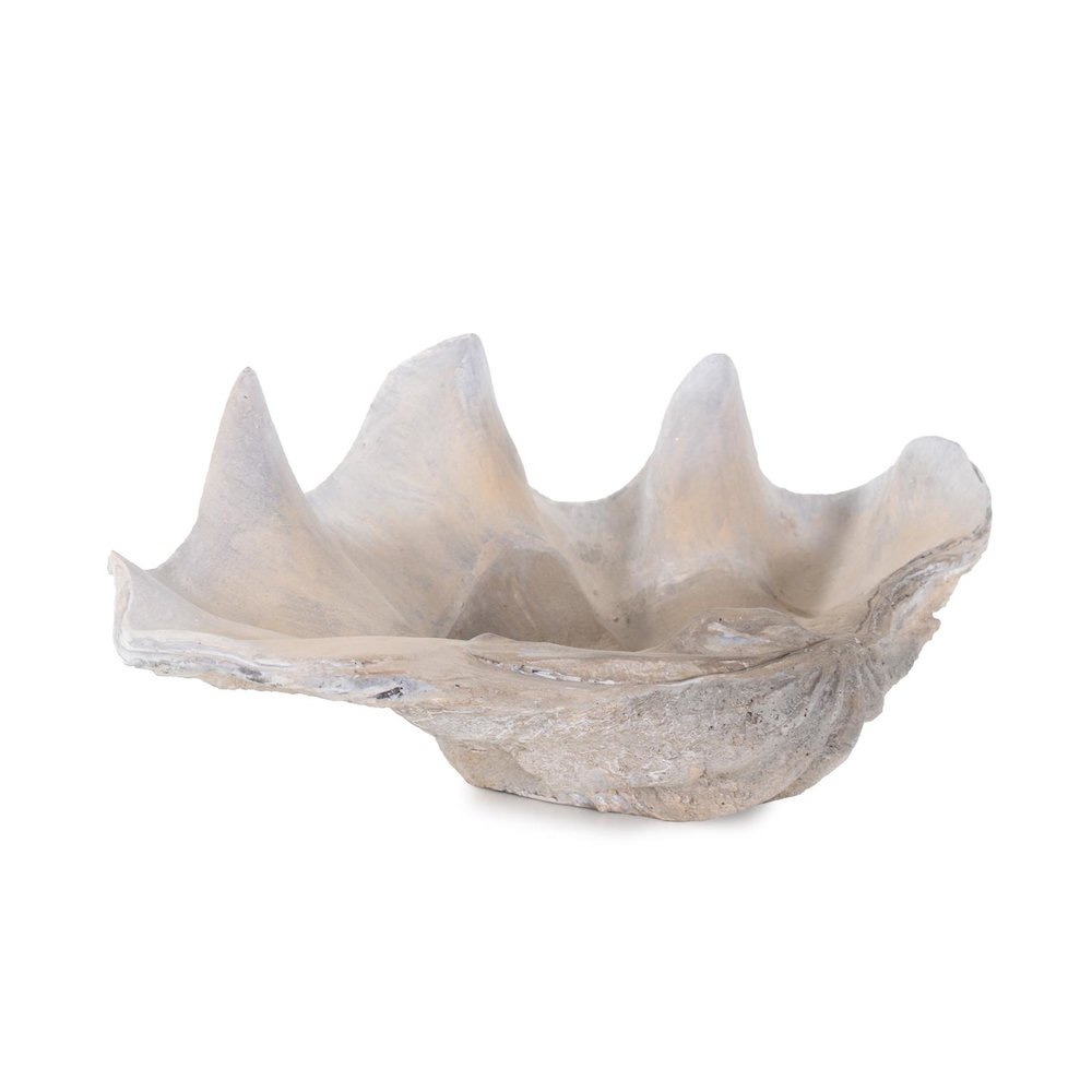 Large Vongole. Picture 7