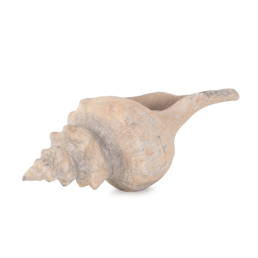 Horse Conch. Picture 7
