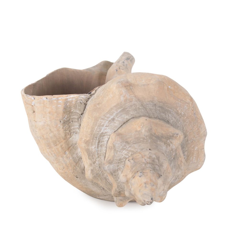 Horse Conch. Picture 6