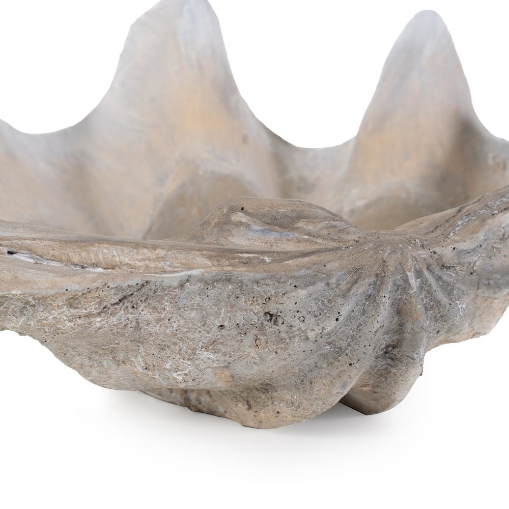 Large Vongole. Picture 5