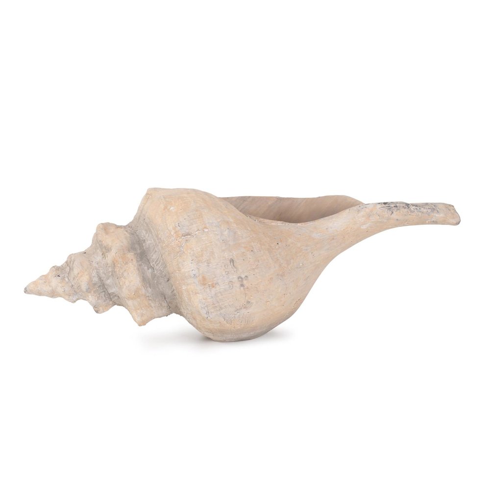 Horse Conch. Picture 8