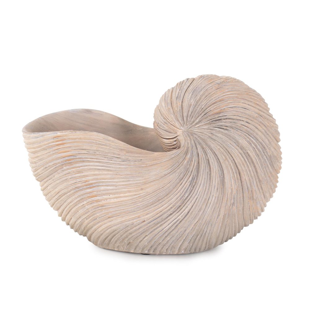 Nautilus Shell. Picture 1