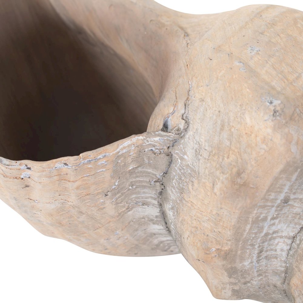 Horse Conch. Picture 5