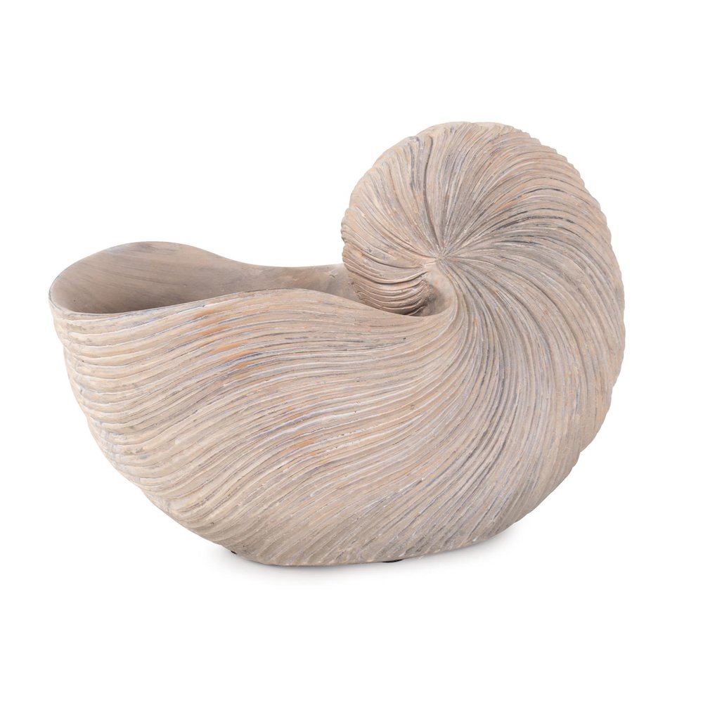 Nautilus Shell. Picture 3