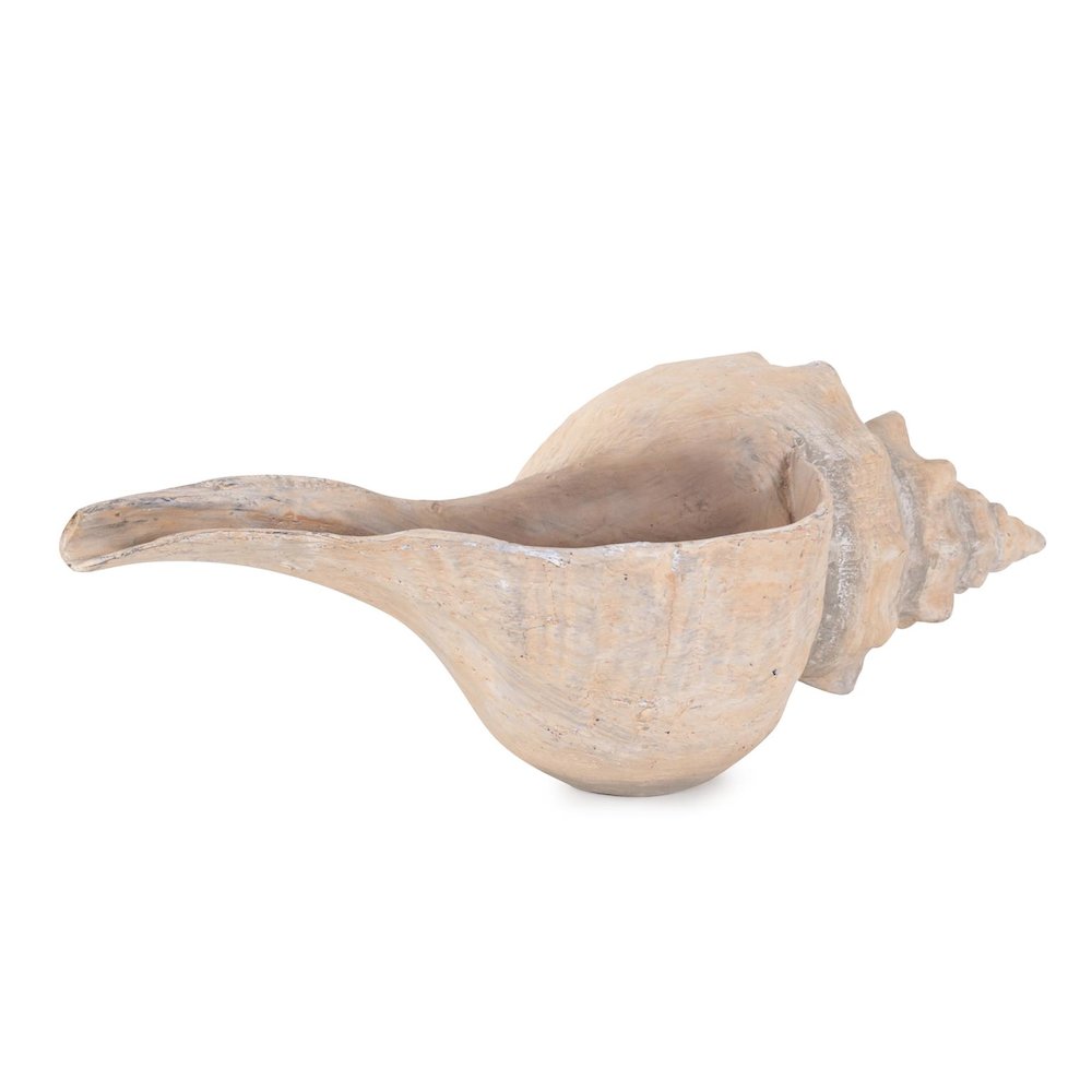 Horse Conch. Picture 3
