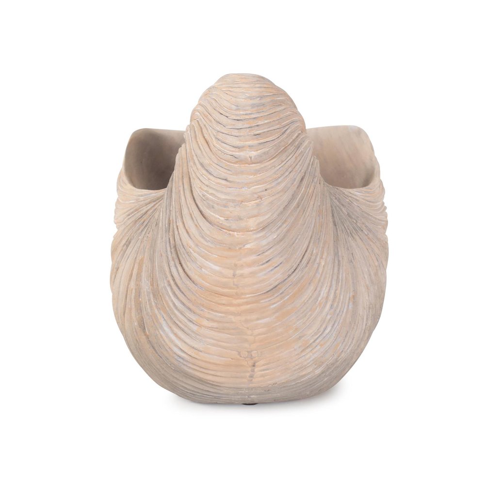 Nautilus Shell. Picture 6