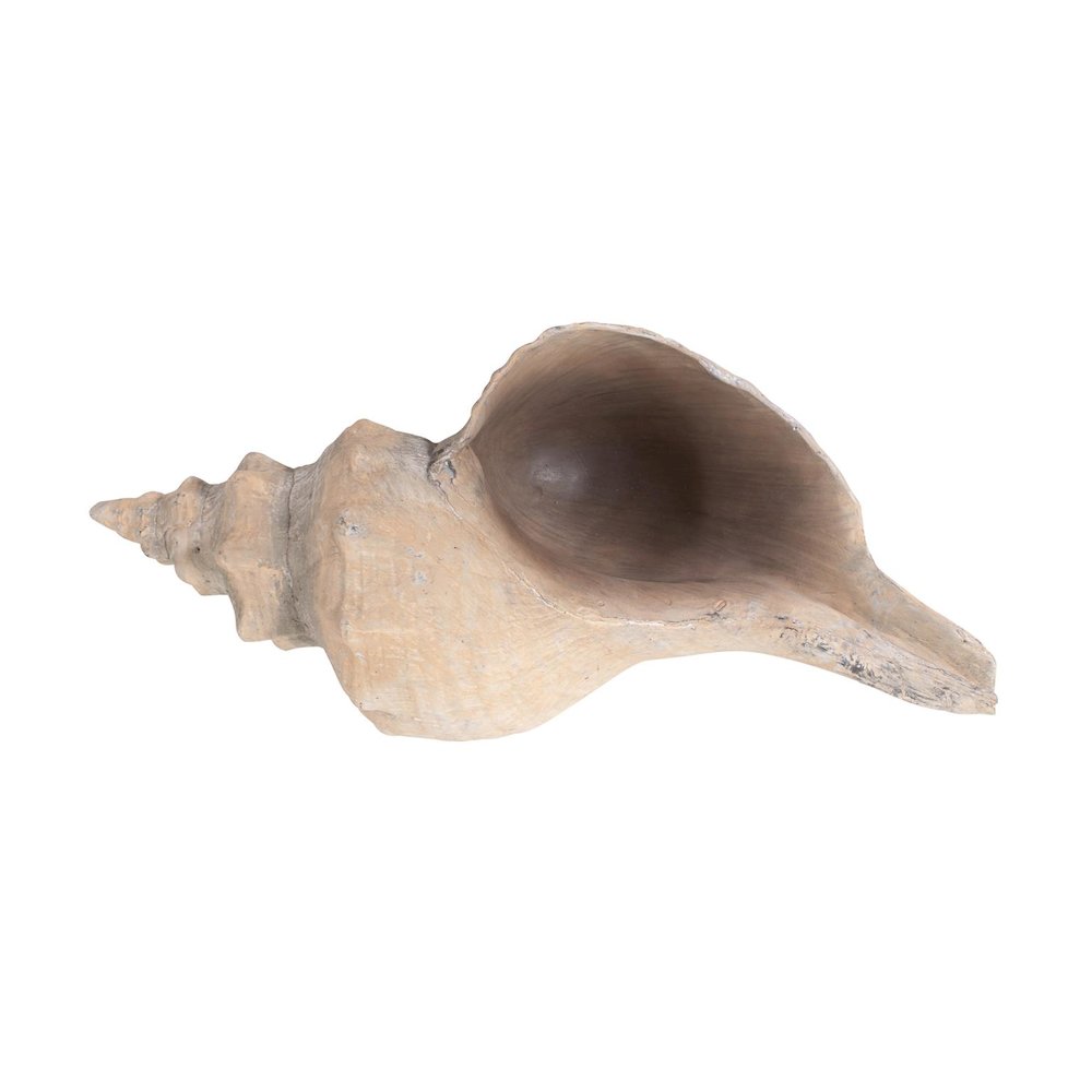 Horse Conch. Picture 4