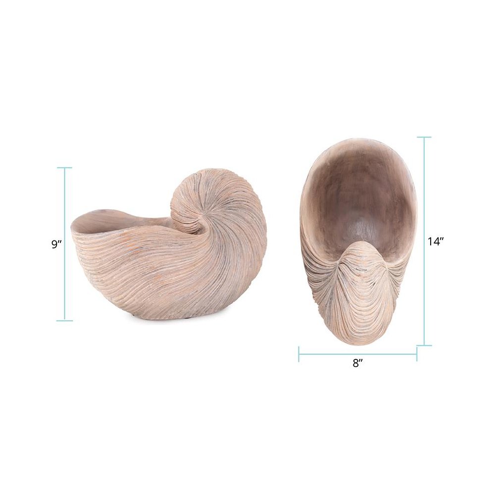 Nautilus Shell. Picture 9