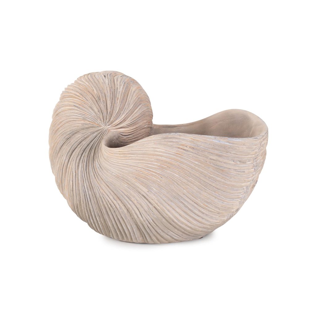 Nautilus Shell. Picture 7