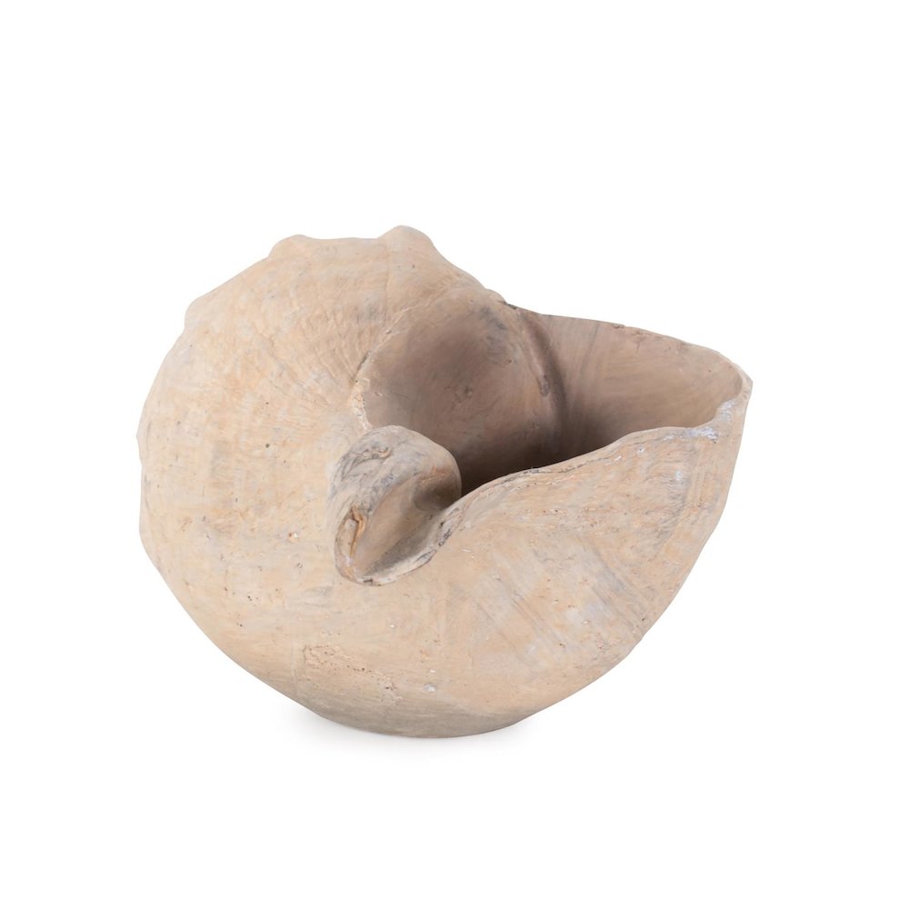 Horse Conch. Picture 2