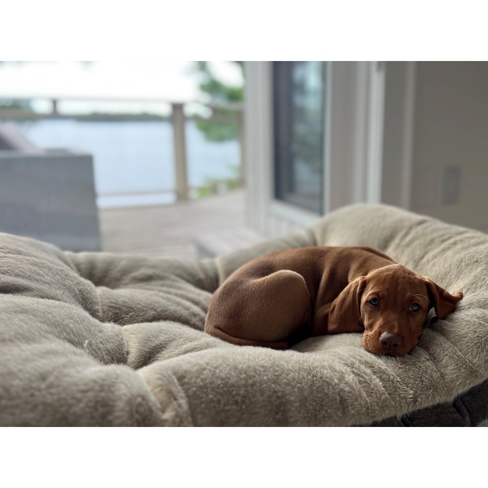 Dream FutonBed For Dogs in Galaxy Fabric Finish Size - SML. Picture 6