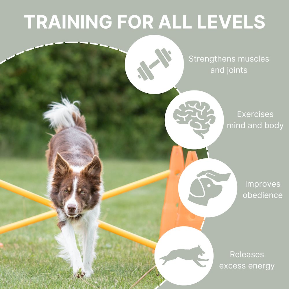 Dog Agility Hurdle Cone Set, Obstacle Training. Picture 4