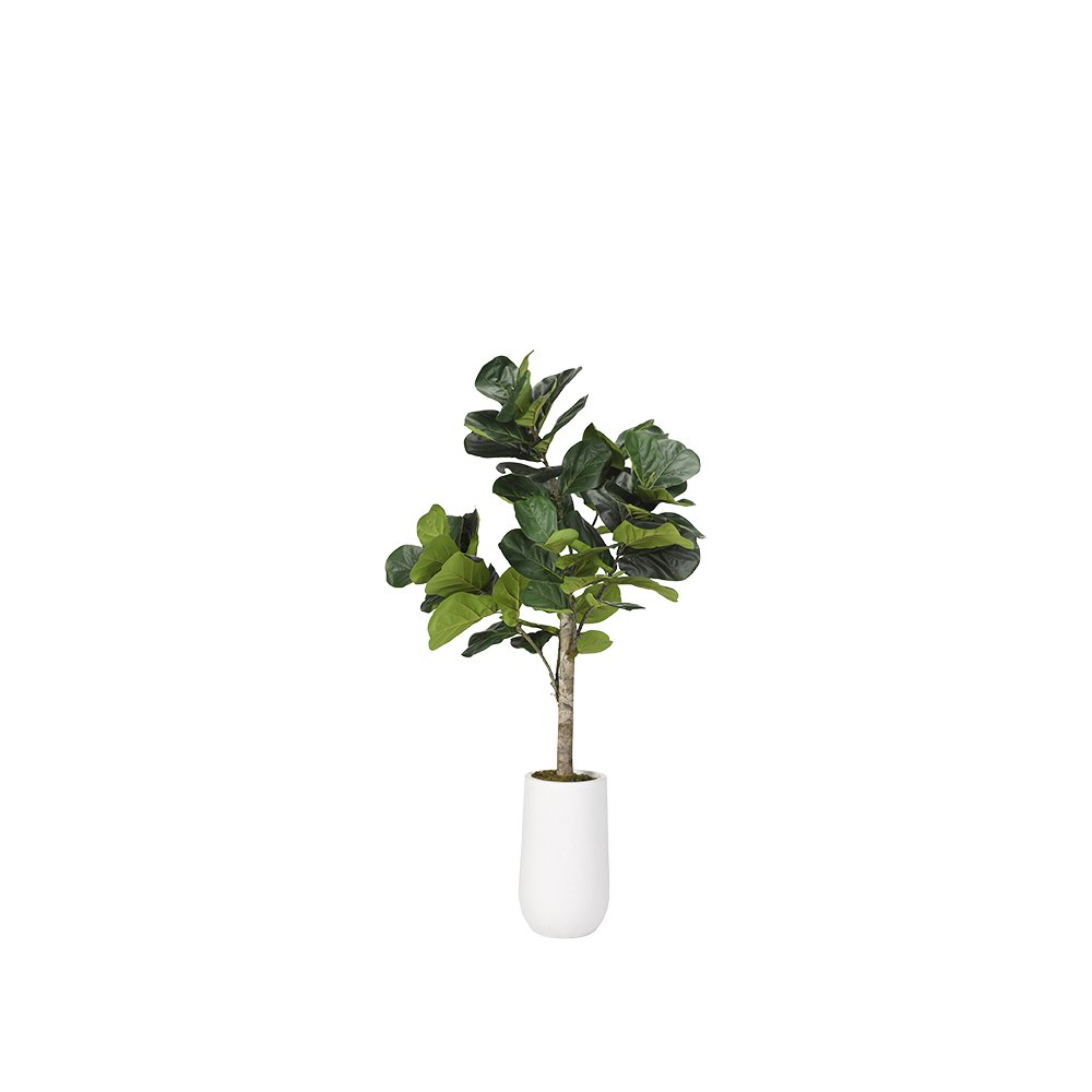 5.5' Fiddle Leaf Fig Tree in Tall Round White Resin Planter. Picture 1